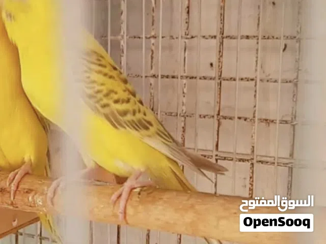 مطلوب أنثى لاوسينج