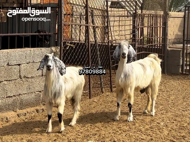 شاميات شاه مع بنتها