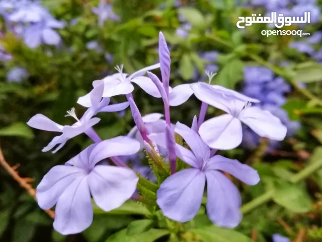 Ahmad Masha3leh