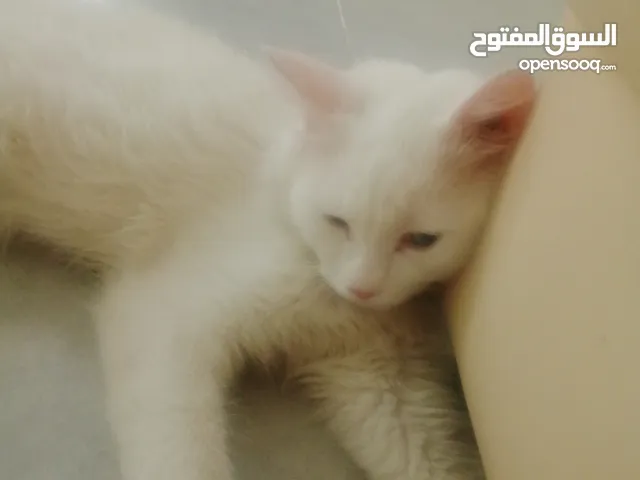 للتبني عمر 5 شهور ونص