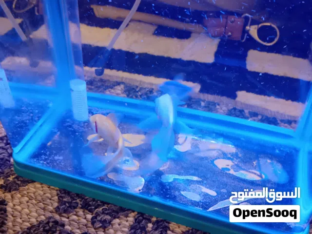 Healthy Pet Fish with Aquarium Bowl / Tank Setup Home & Office Decor