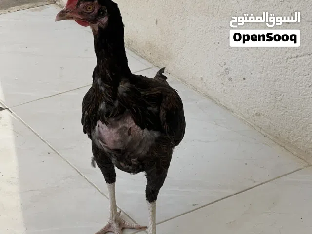 لمحبين الشنقرا ،، الاب استيراد باكستان سندي ،، اقراء الوصف ..