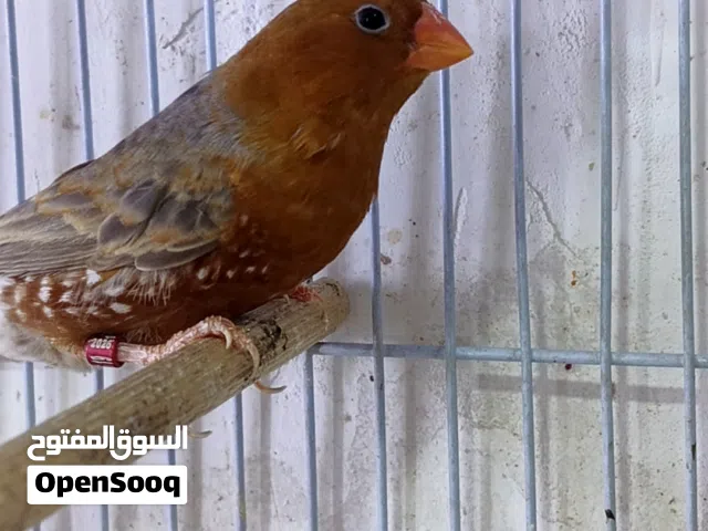 زوج فنجس فول اورنج رجا اقره الوصف قبل لا تراسلني