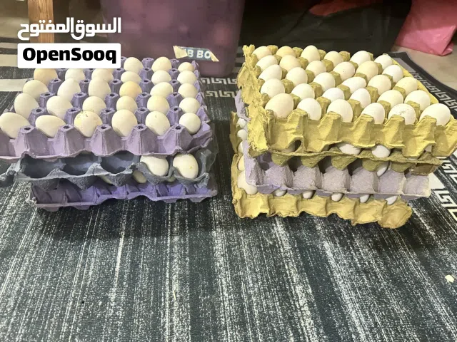 للبيع بيض عربي لقط يومي