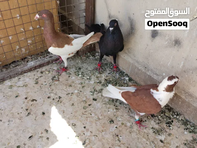 طيور حمام للبيع جواز وكش وطواير