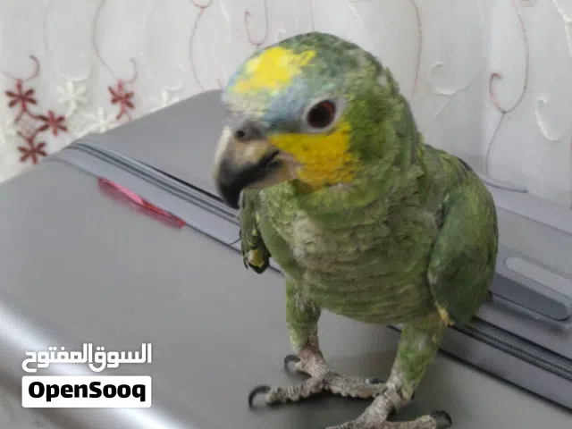 بغبغاء امزون مخلف لبيع