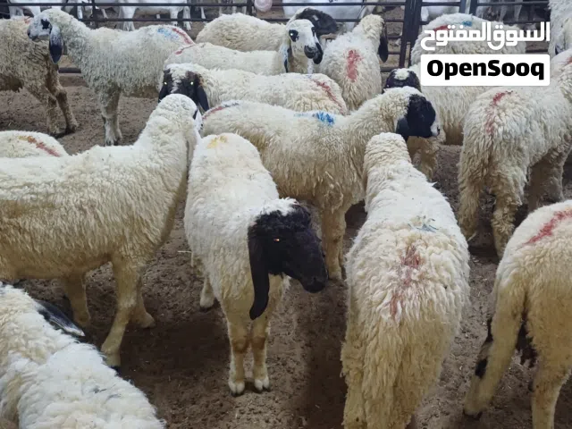 SHEEPS &GOATS AVAILABLE Dubai