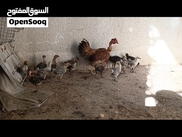 سلام دجاجه ام ركيبه ورها برانكز 14 وبو ركيبه الفيومي الفضي المصري خط اول
