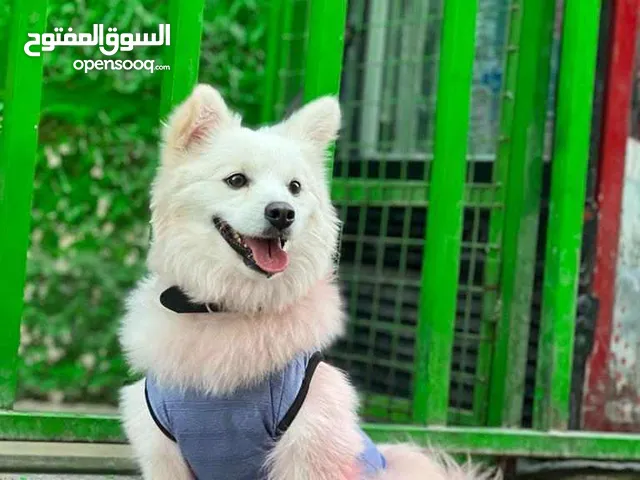 كلب موسكو أمريكي العمر 9شهور بسعر 100 دينار بداعي السفر