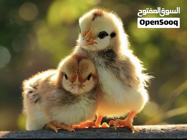 صيصان فيومي وحساوي