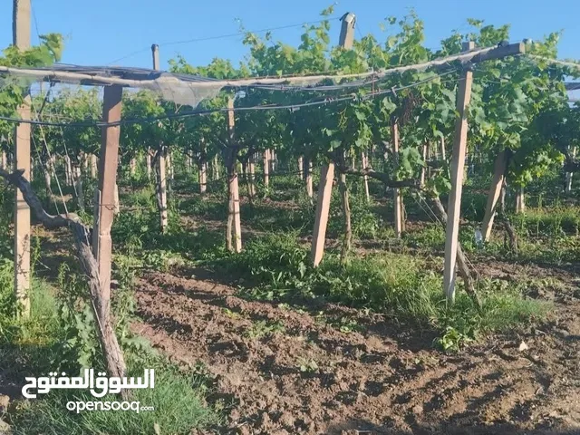 هكتار ونص للبيع في تاكلسه