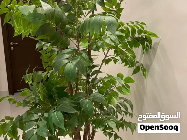 شجره داخليه للبيع