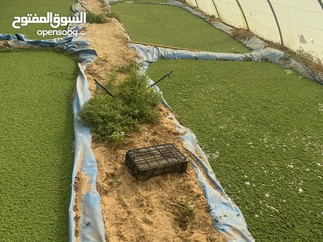 نبات الاوزوله