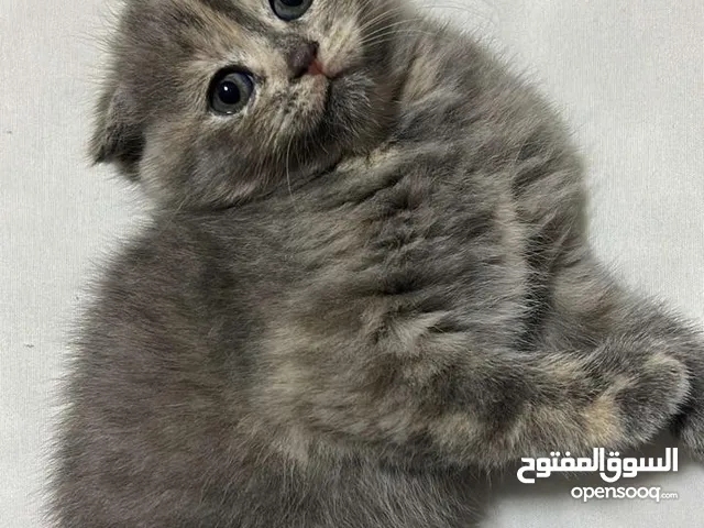 قطط مكس شرازي وسكوتش