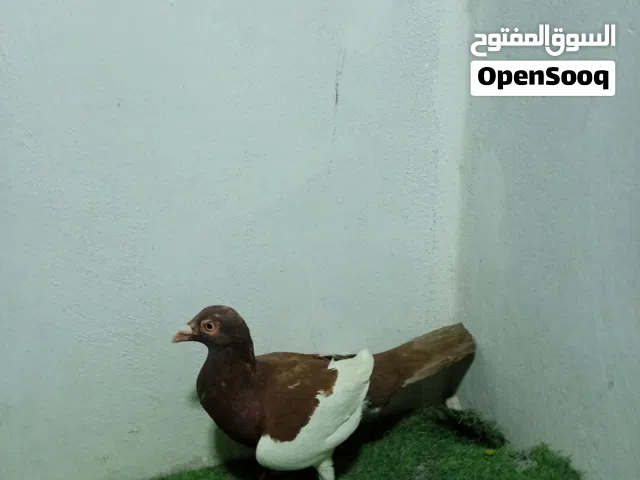 طيور حمام وجواز