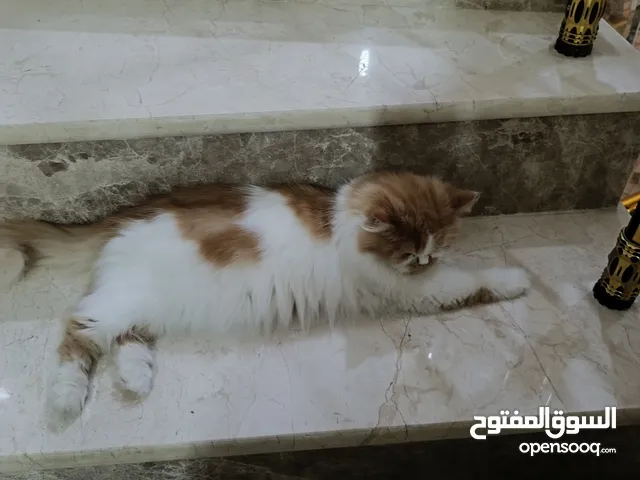 قطة انثى للبيع