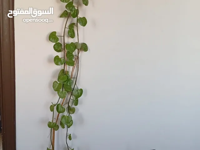زريعة للبيع