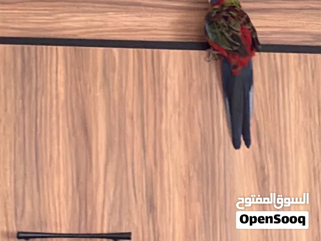 روزيلا احمر جامبو ناري