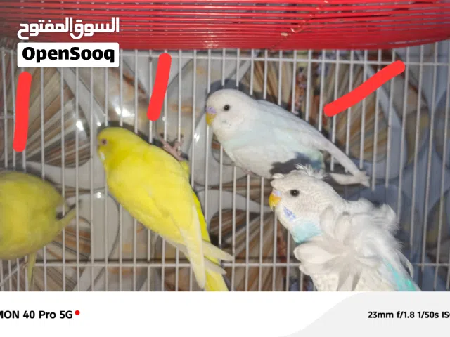 طيور حب عاديات