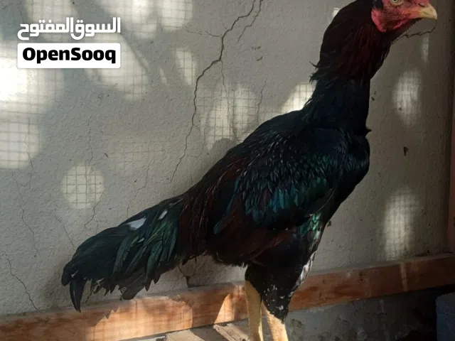 Pure Pakistani Aseel Rooster ديك أسيِل باكستاني أصلي