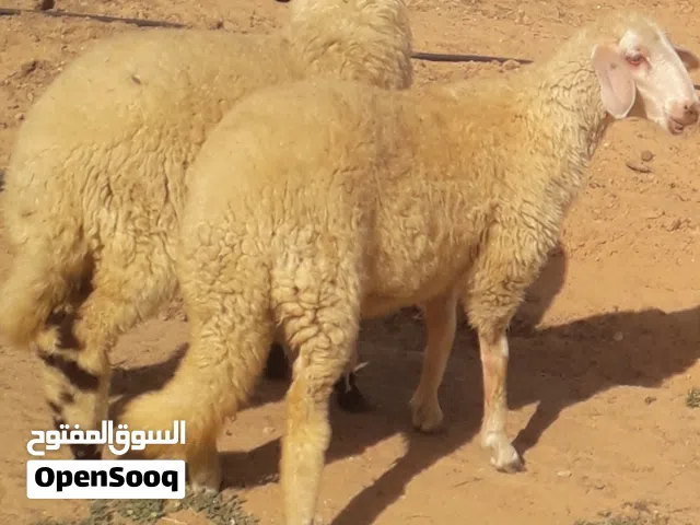 زوز إفطايم برقاويات عمرهم 5شهور إفاطايم ماشاء الله لا قوة إلا بالله خاليات من جميع العيوب سعر الواحد