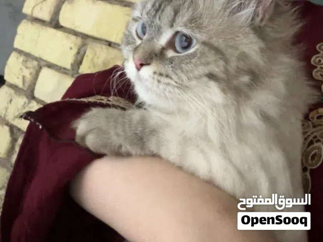 قطه مفقوده  لكل من عثر عليها مكافأه ماليه
