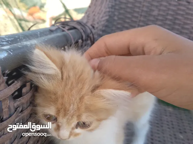 قطه نوع الاب بلدي والم هملايا للبيع عمرها تقريبن شهرين او ثلاث.