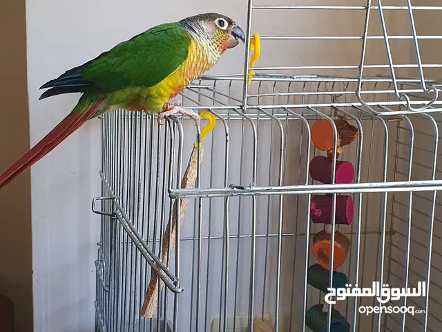 جرين شيك أليف ومدرب للبيع يمتاز بألوان جميلة ومميزة "ببغاء green cheek" مدرب للوقوف على اليد والرأس