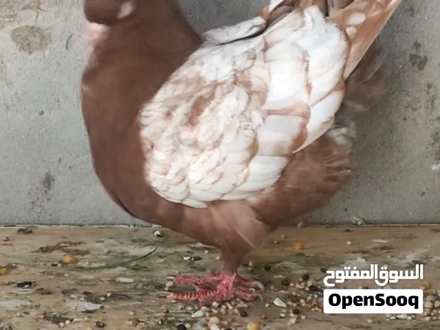 متاح انثي ميني
