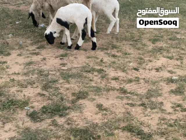 زوز نعاج متاومات سن سداس