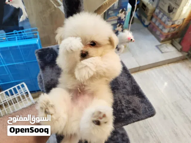 كلب مالتيبو تي كب