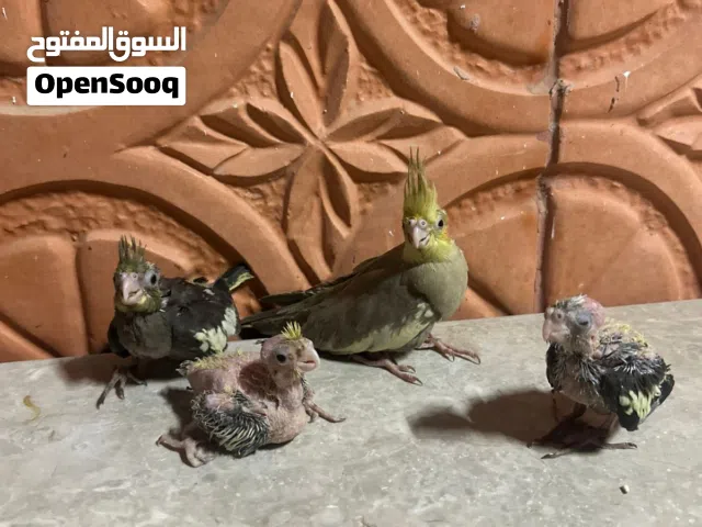 طيور للبيع إلا له رغبه يتواصل معاي