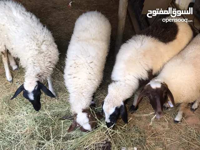 اغنام للبيع