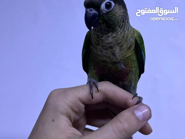 كنيور اليف شرط يجي على الايد وسوي بوس و يكول كوكو بعده يدردم وبي كلام