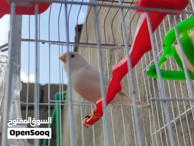 اقرأ لوصف كناري فحل فول