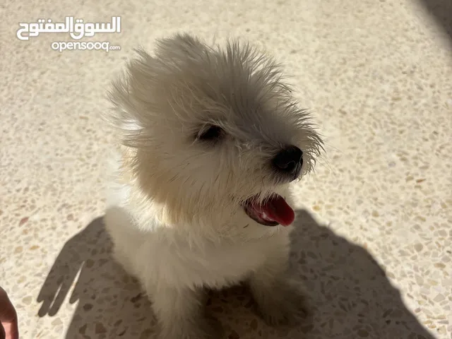 كلب للبيع الموقع جبل عمان