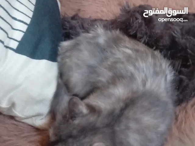 قط  ماخذ مطعوم عمره سنه تقريبآ