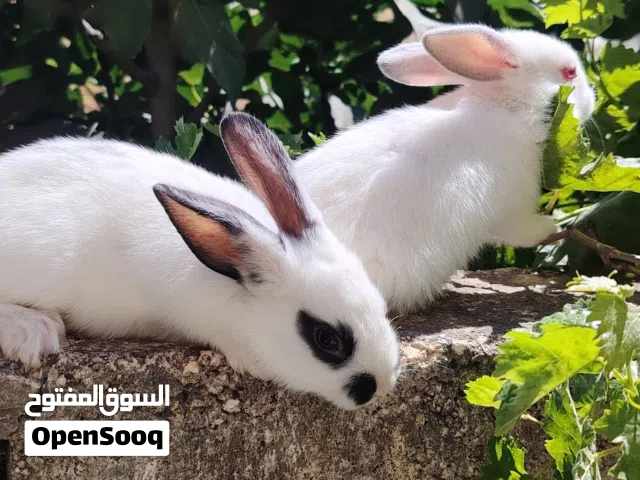 ارانب للبيع فرنسي اقرأ الاعلان او الوصف