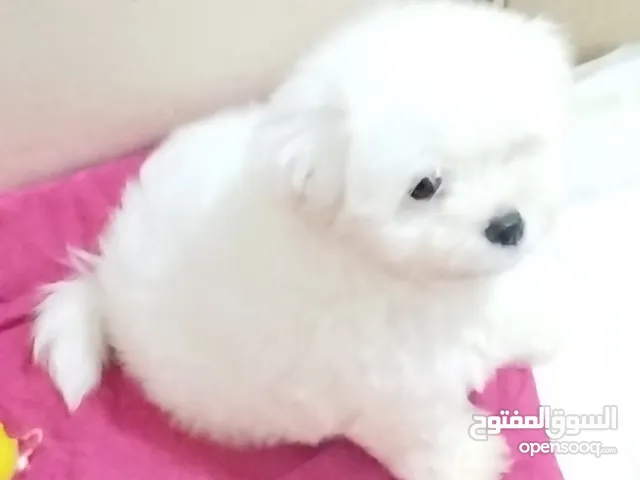 جروب هافانيز عمره 54 يوم