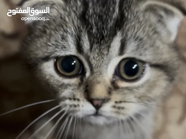 قطط سكوتش فولد ذكر وانثى
