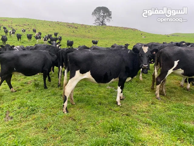 Cows for sale