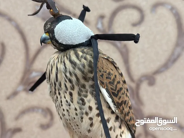 طير بذوار معى البرقع والدس والمرسل