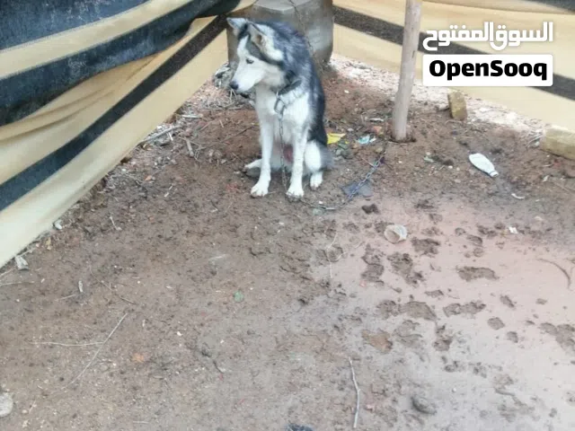 نثيه هاسكي وياهه ست جراوي