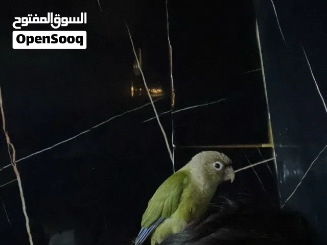ببغاء كنيور انناس للبيع السعر في الاسفل