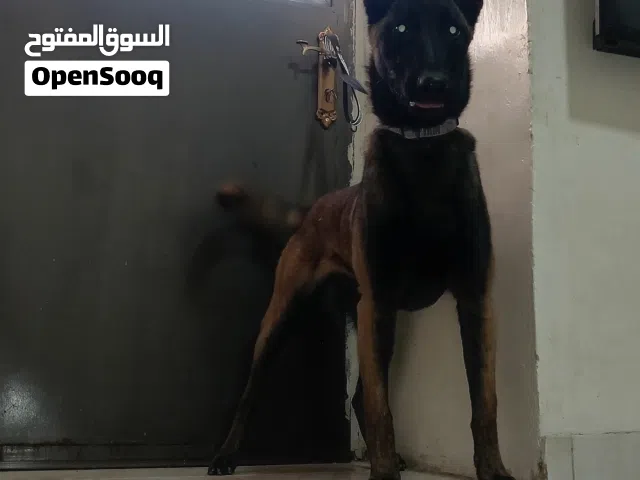 بلجم مالينو العمر 7 شهور دم حامي