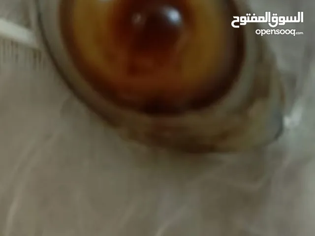 ابحث عن عجل ولا عجله