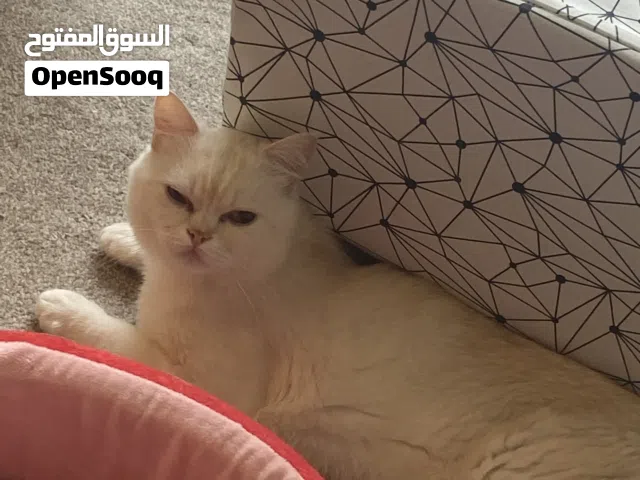 Cat for adoption (URGENT)