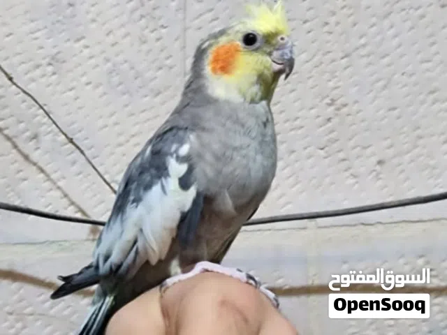 جوز كوكتيل اليغبن