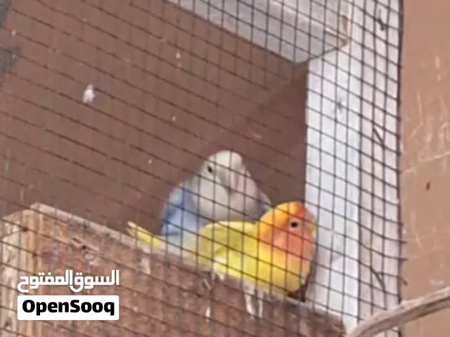 للبيع 7 ازواج لافبيرد منتجين للزوج  للتواصل واتساب