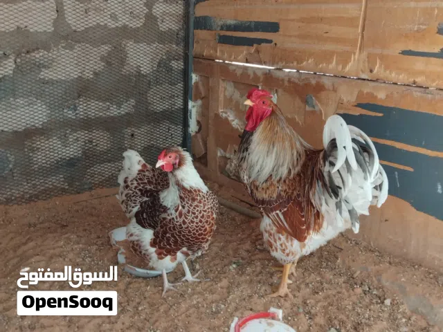 موجود بيض ون دوت بركاني